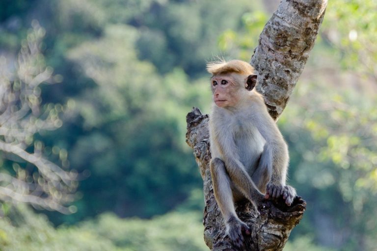 🔻 De l’ADN de mammifères terrestres retrouvés dans les rivières amazoniennes