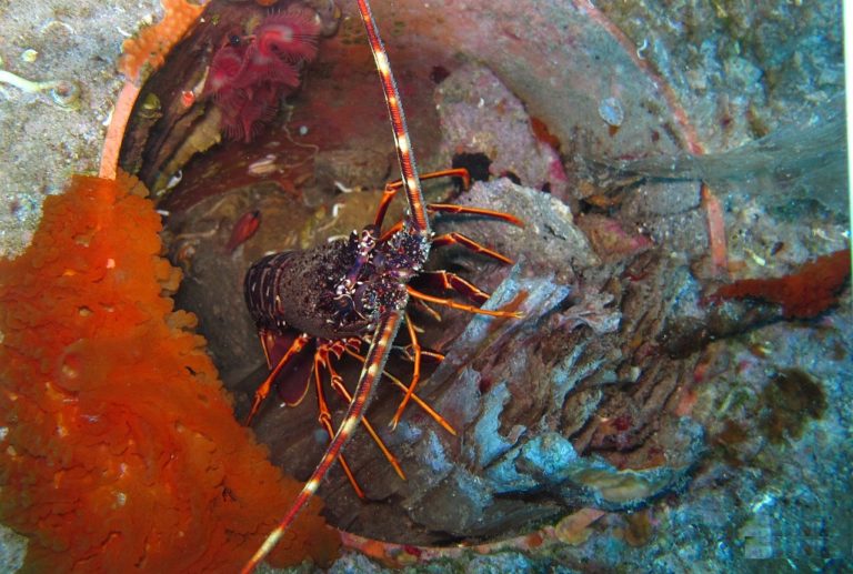 🔻 Des scientifiques maîtrisent la reproduction de la langouste rouge, une « prouesse »