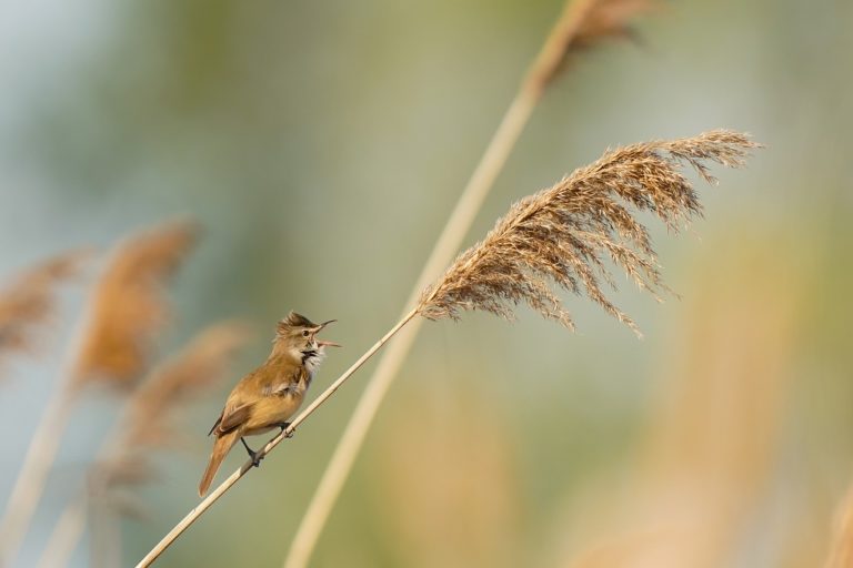 Oiseaux chanteurs : pour aller plus loin, ils volent plus haut