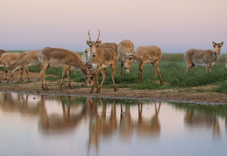 Kazakhstan: en danger, la population d&rsquo;antilopes saïgas dépasse un million