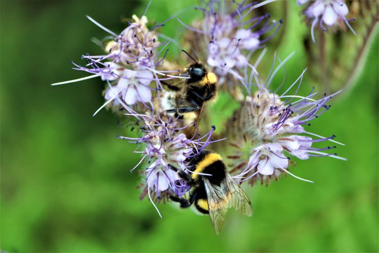 🔻 La diversité génétique, pilier oublié de la biodiversité