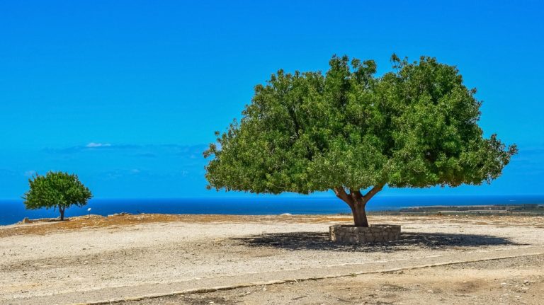 🔻Une base de données pour les arbres euro-méditerranéens