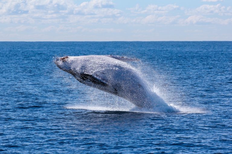 L&rsquo;unique compagnie de chasse à la baleine islandaise ne chassera probablement pas cette année