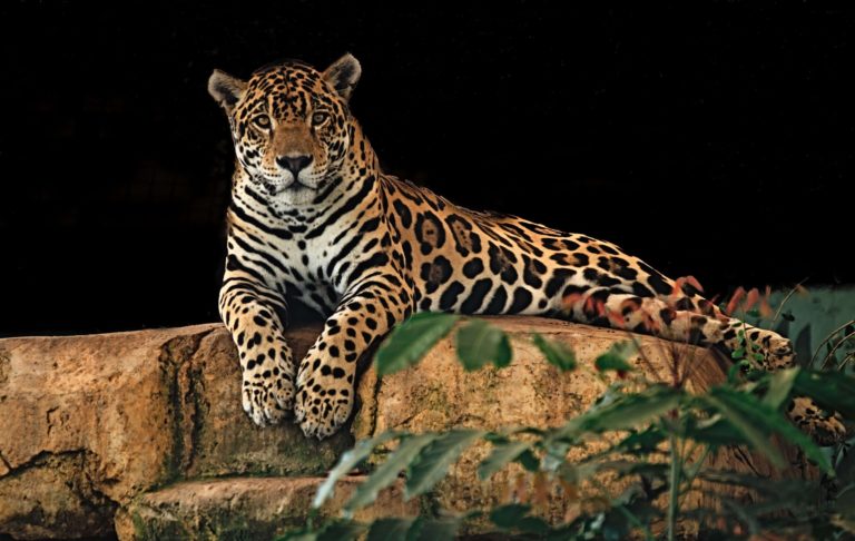 En Colombie, un éleveur de bétail a choisi de cohabiter avec les jaguars 
