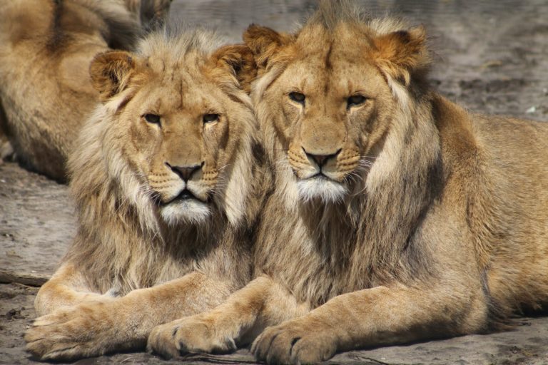 En Inde, bataille autour de deux lions à cause de leur nom