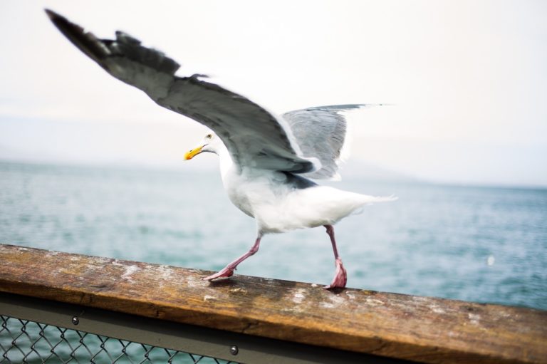 🔻Suivre les oiseaux marins jusqu&rsquo;au bout du monde