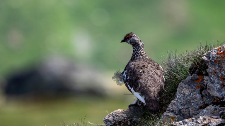 Manger bio, c’est bon pour tous, même pour les oiseaux