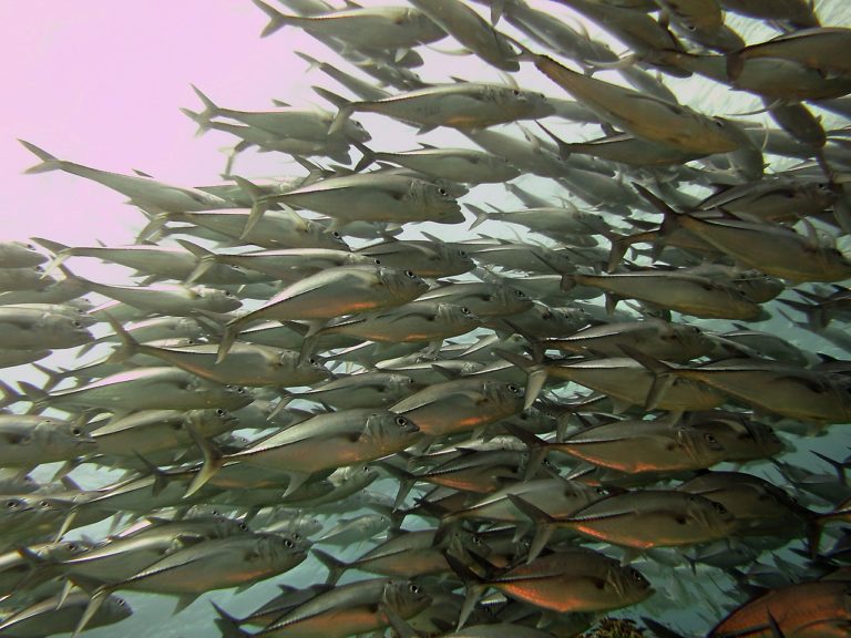 🔻Pérou : l&rsquo;effondrement de la diversité des poissons menace 800 000 personnes de malnutrition