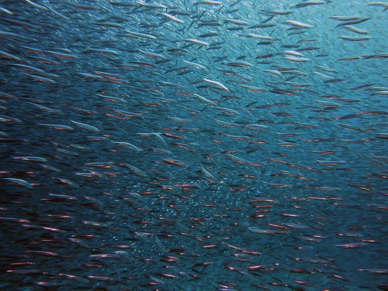 Les aires marines fermées à la pêche dopent les populations de poissons