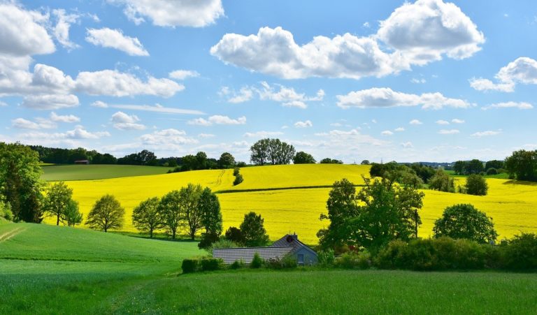 🔻 Les prairies, un antidote contre les ravageurs de cultures ?