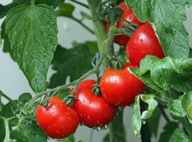Les plantes crient quand elles souffrent du stress