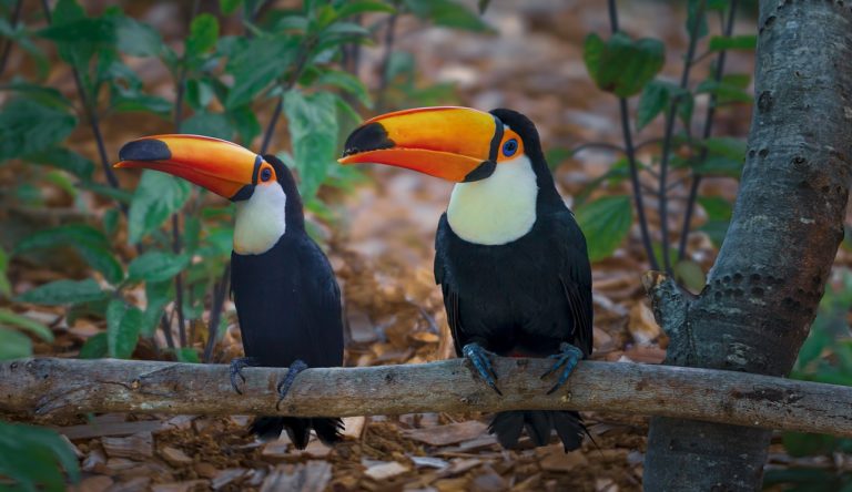 Un appel à projets sur la biodiversité néotropicale