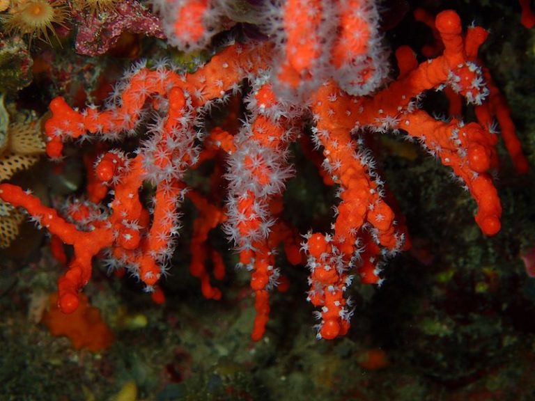 🔻Appel à projets pour la mise en œuvre du programme de recherche sur le corail rouge en méditerranée