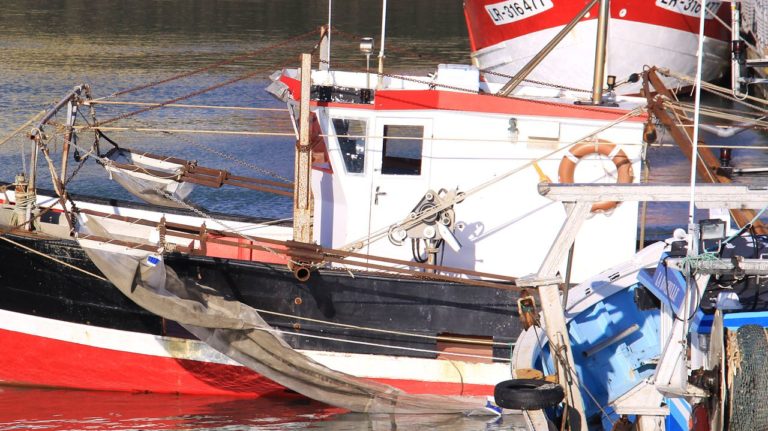 Un trafic de civelles d&rsquo;ampleur internationale démantelé en France
