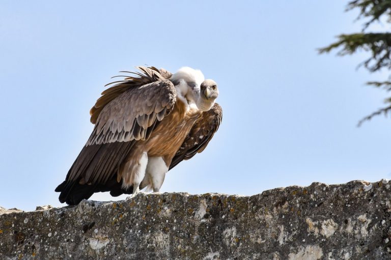 Le vautour fauve se reproduit de nouveau au Maroc après 40 ans d’absence