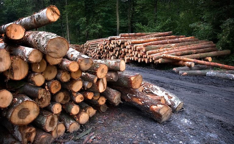 Bois illégal : plainte du WWF contre l&rsquo;Allemagne et l&rsquo;Autriche
