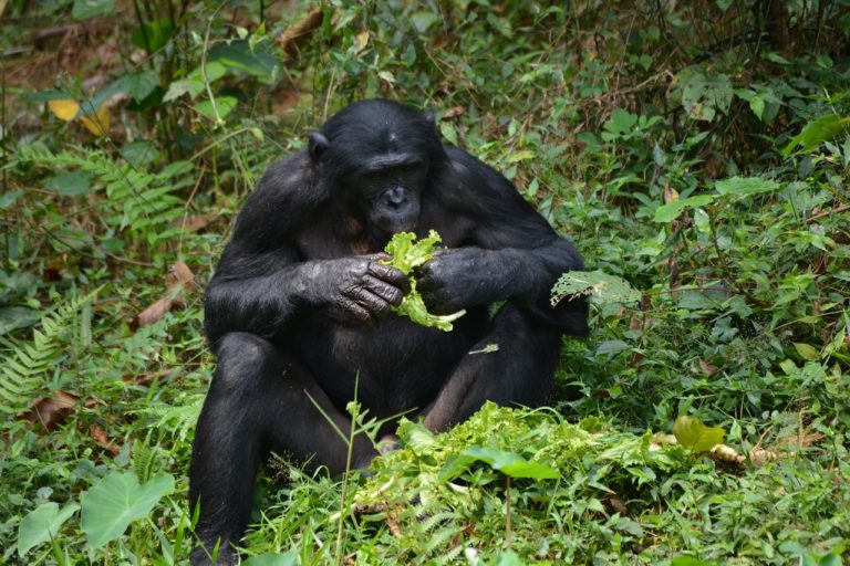 Les bonobos caïds ont plus de succès auprès des femelles