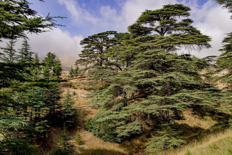 Biodiversité: malgré des progrès, du chemin reste à faire jusqu&rsquo;à la COP15