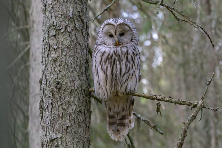 Nées à Rambouillet, quatre chouettes de l&rsquo;Oural réintroduites en Bavière