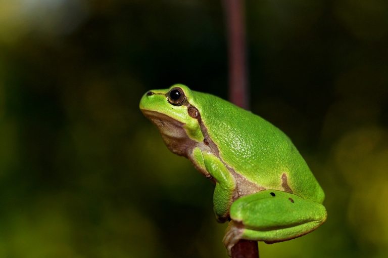 🔻Une maladie inquiétante décime les grenouilles anglaises