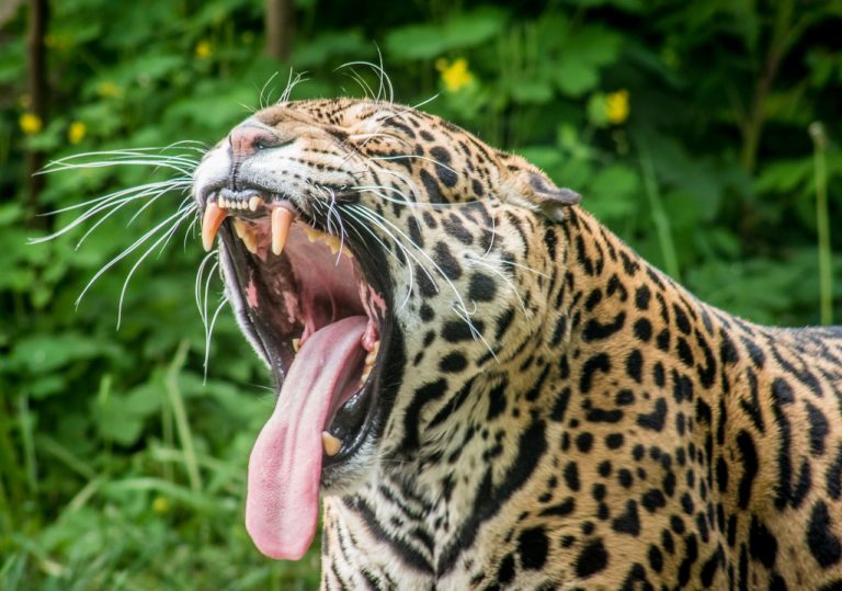 Brésil: les jaguars du Pantanal menacés par les incendies