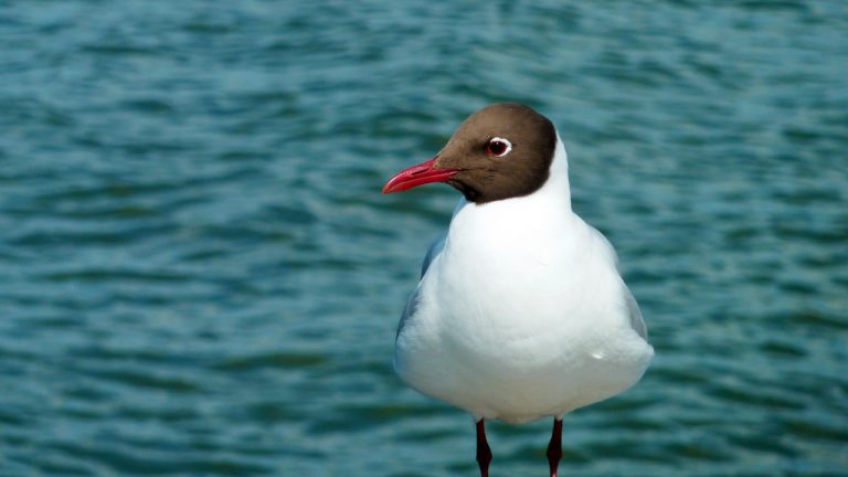 🔻 Observer les oiseaux marins pour évaluer l&rsquo;impact des changements globaux sur les écosystèmes marins