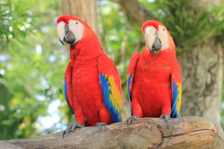 Au Honduras, un projet pour protéger l&rsquo;ara rouge, l&rsquo;oiseau national 