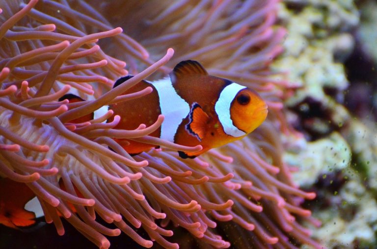 Pourquoi Nemo a-t-il des bandes blanches ?