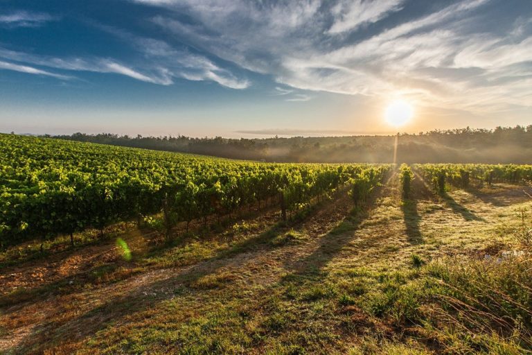 Le vin « bio » est-il bon pour la biodiversité ?