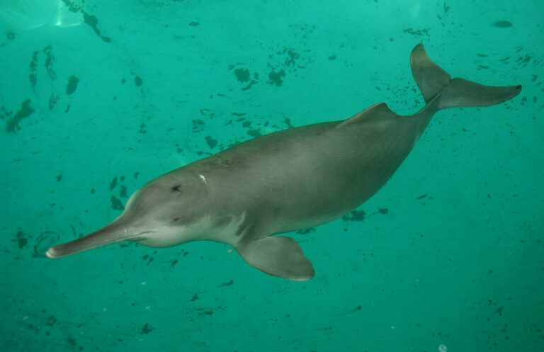 Pakistan: un nouvel espoir pour les dauphins menacés de l&rsquo;Indus