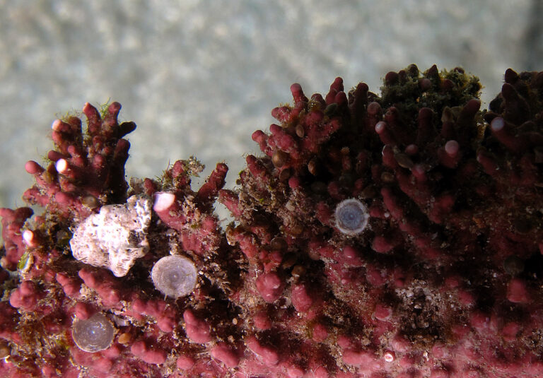 L&rsquo;expédition Gombessa veut percer le mystère des anneaux de corail du cap Corse