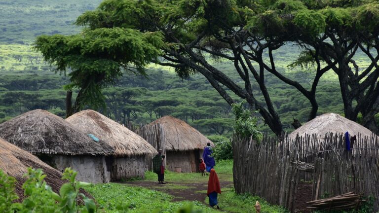 Tanzanie : une appli pour regarder les arbres pousser