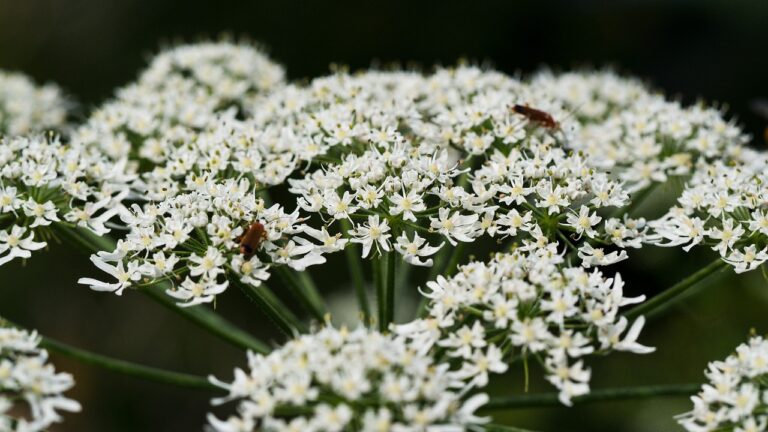 Lutte contre les plantes invasives : trop peu, trop lent, peu efficace…