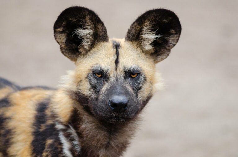 Afrique : les chiens sauvage malades de l&rsquo;homme
