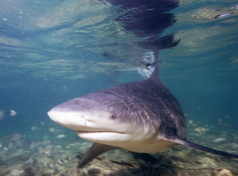 Les requins-bouledogues aussi ont envie de se faire des amis