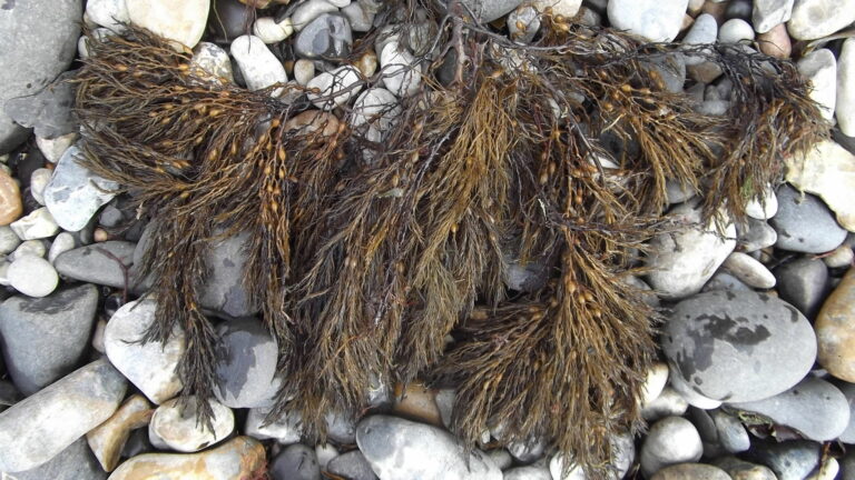 Menaces sur les forêts marines: en Albanie, c&rsquo;est le désert des gobies 