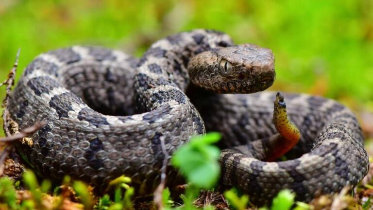 Antilles: démantèlement d&rsquo;un trafic de reptiles