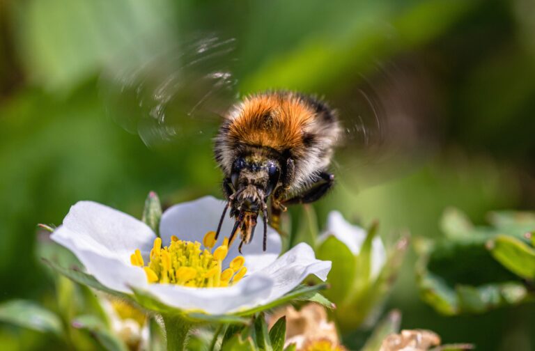 Les députés veulent faire de la protection des abeilles une « grande cause  nationale » en 2022