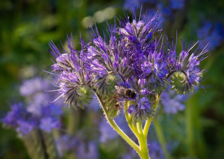 Dans un bois anglais, de rares abeilles sauvages font le buzz