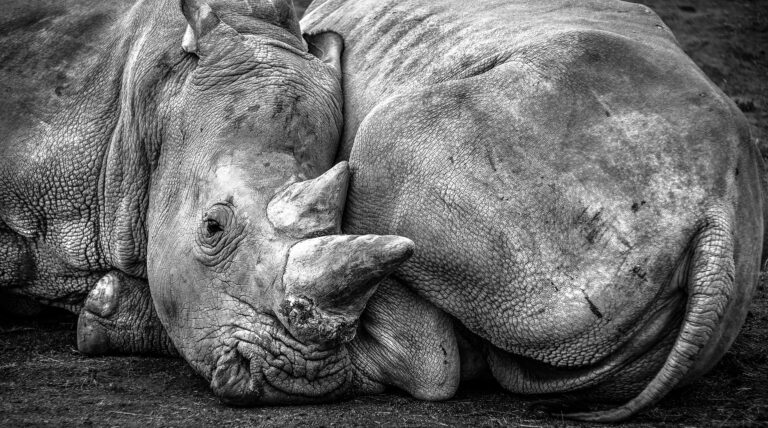 Yvelines: non-lieu pour Vince, le rhinocéros de Thoiry abattu pour sa corne