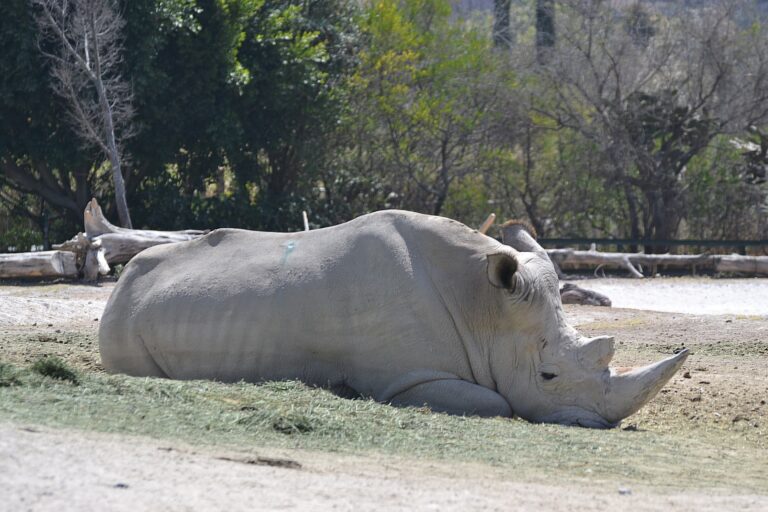 Afrique du Sud : le plus grand élevage de rhinocéros au monde mis aux enchères