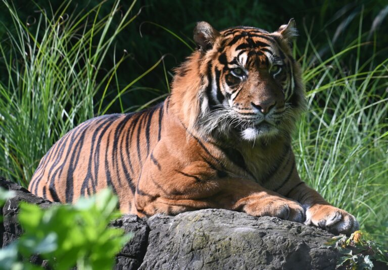 Le Népal lance le recensement de ses tigres du Bengale, espèce menacée