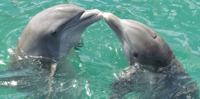 Pour le plaisir: comme les humains, les dauphins femelles stimulent leur clitoris