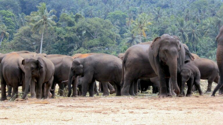 Un périple éléphantesque à travers l&rsquo;Inde pour des pachydermes