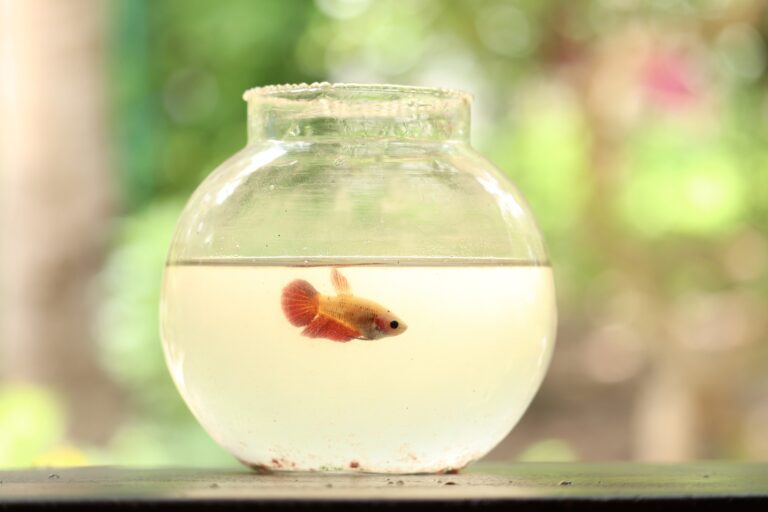 Les poissons rouges peuvent conduire sur terre, selon une étude israélienne