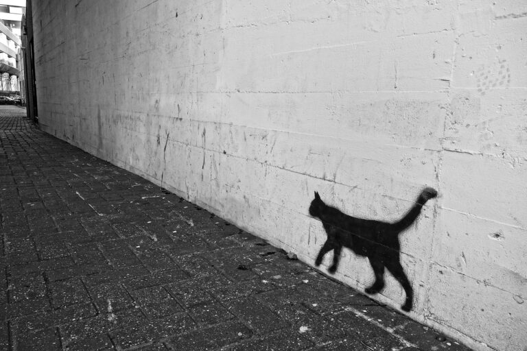 A Tombouctou la nuit, tous les chats sont cuits