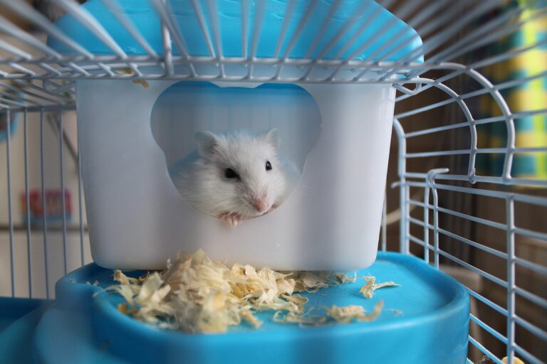 Covid: fureur à Hong Kong après la décision d&rsquo;éliminer massivement les hamsters