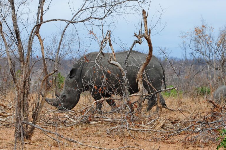 Afrique du sud: un rhinocéros retourne à la vie sauvage six ans après une brutale agression