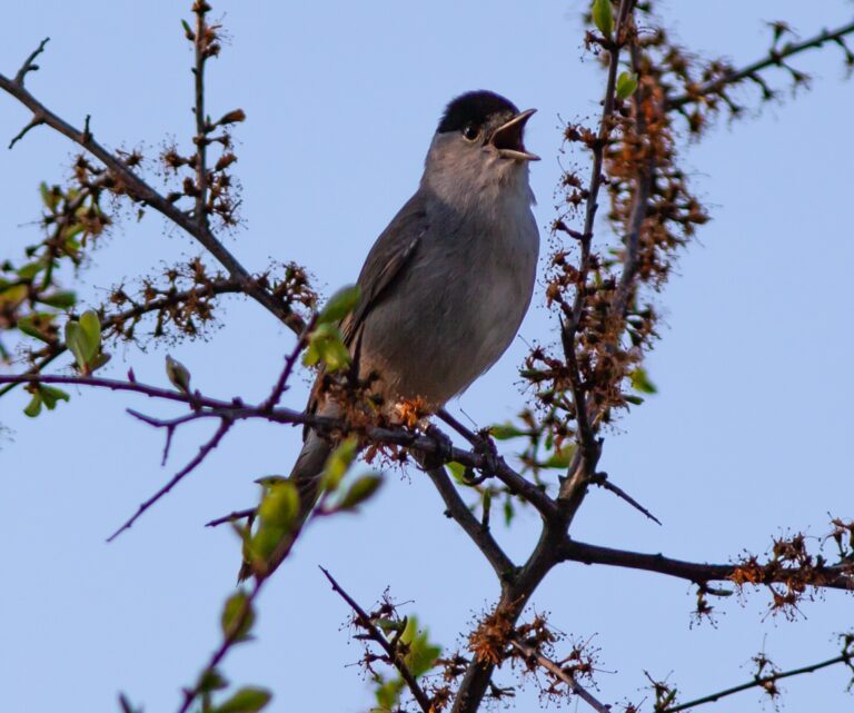 Oiseaux des jardins: un déclin « alarmant » qui se confirme en France