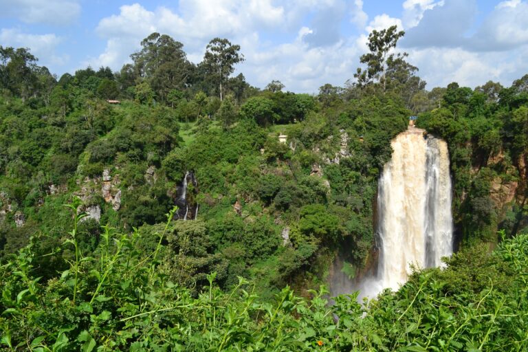 RD Congo: Greenpeace dénonce le non-respect d&rsquo;un accord de protection des forêts